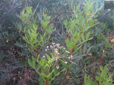 ...il terebinto (�parente� del pistacchio)...